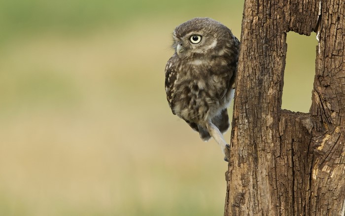 Little owl perched on a tree trunk