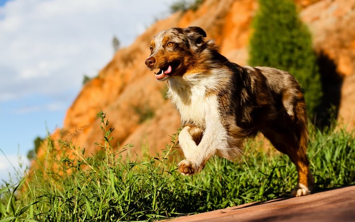 Australian Shepherd dog running on a path
