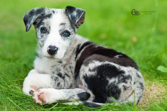 Merle Border Collie Puppy Lying on Grass