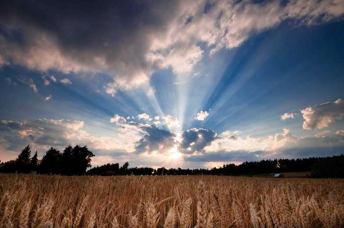 Wheat Field with Sun Rays and Clouds