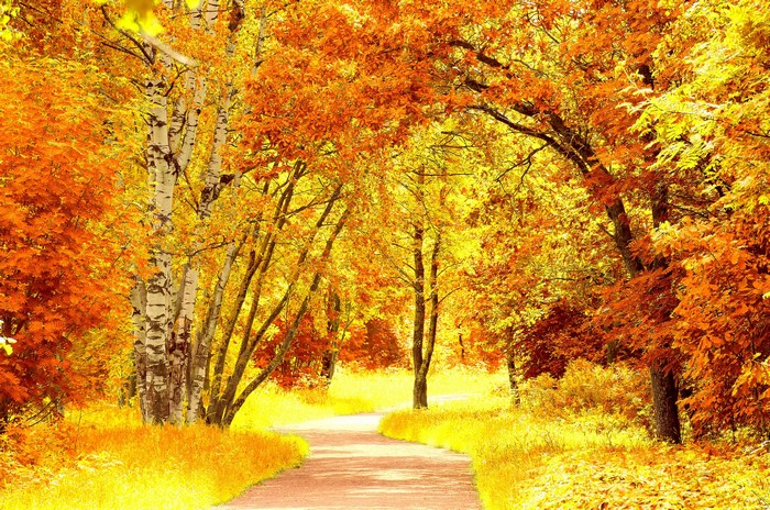 Autumn forest path with birch trees