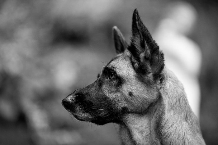 German Shepherd dog head profile