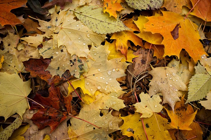 Closeup of wet autumn maple leaves on the ground