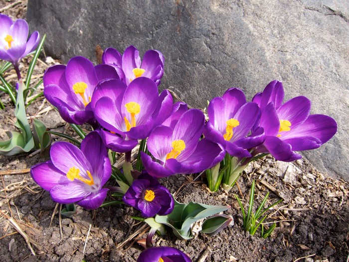 Purple crocuses blooming near a large rock