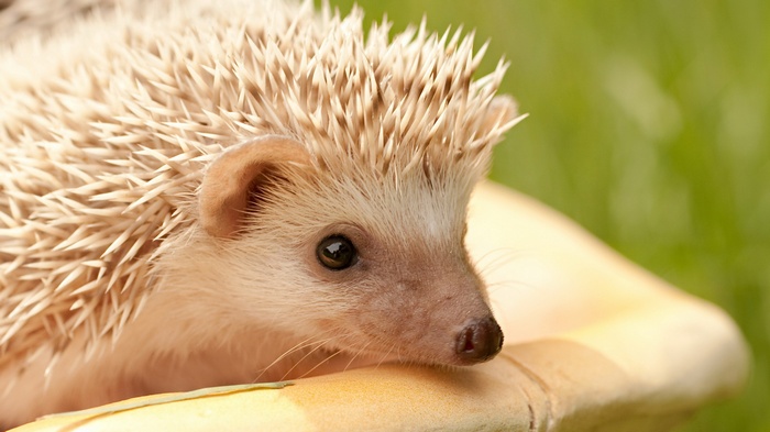 Close-up of a hedgehog in a basket
