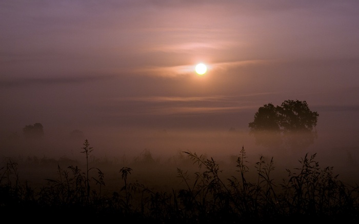 Misty Sunrise Over a Field with Silhouetted Plants