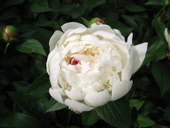 White Peony Flower with Buds