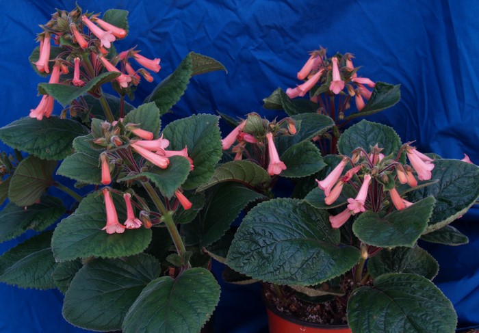 Pink Sinningia flowers with green foliage
