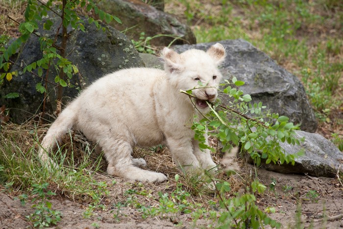White lion cub chewing on a branch