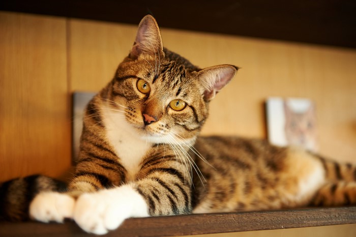 Tabby cat with yellow eyes lying on a shelf