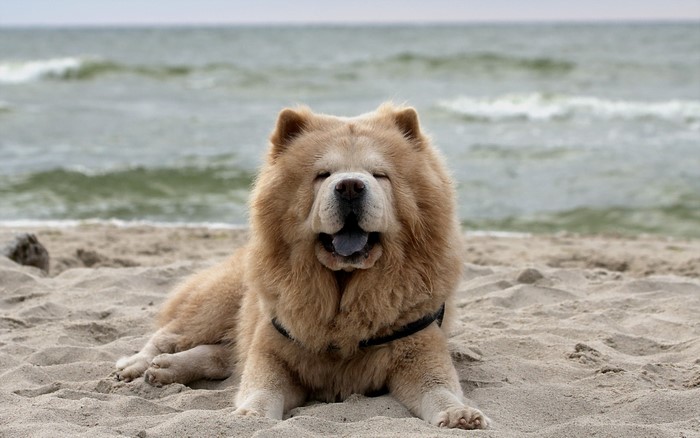 Chow Chow dog lying on a sandy beach