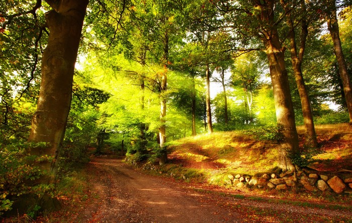 Sunlight filtering through trees onto a forest path