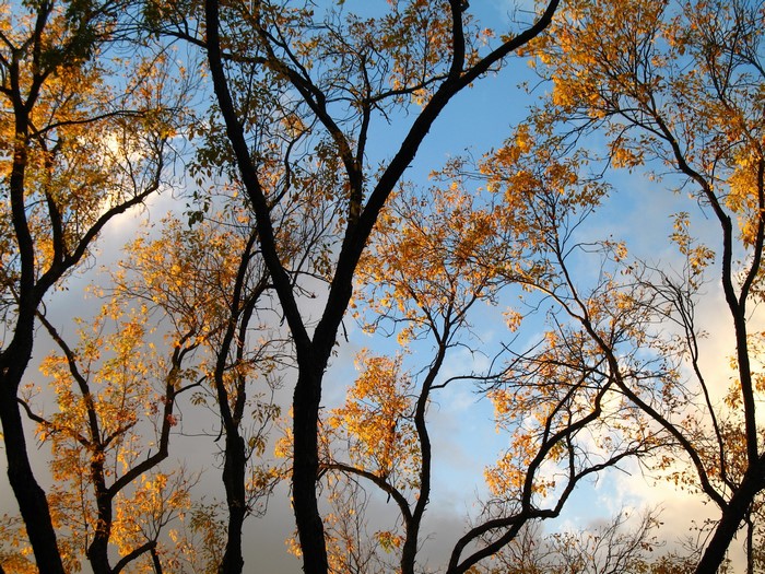 Autumn trees with yellow leaves against a cloudy sky