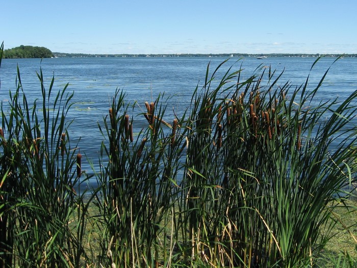 Cattails and reeds on the shore of a wide lake