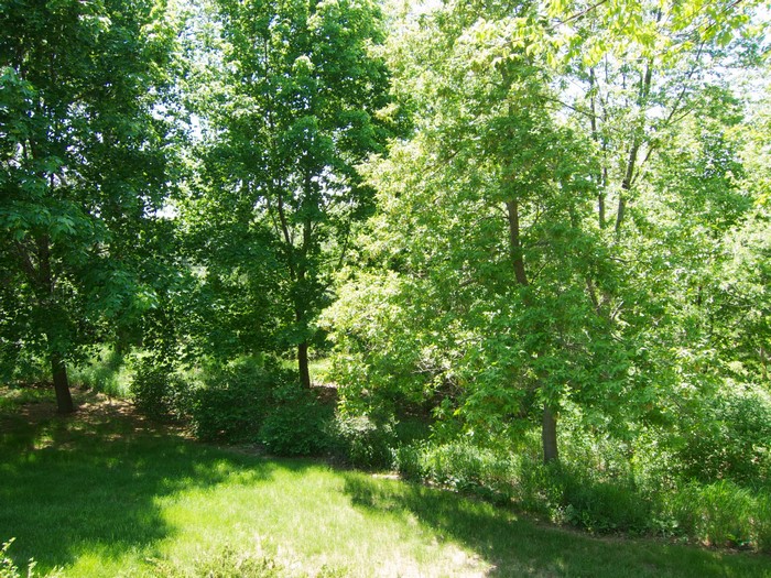 Trees and grass in a park on a sunny day