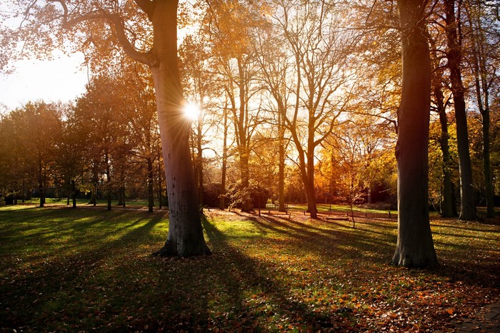 Autumn park with sun rays filtering through trees