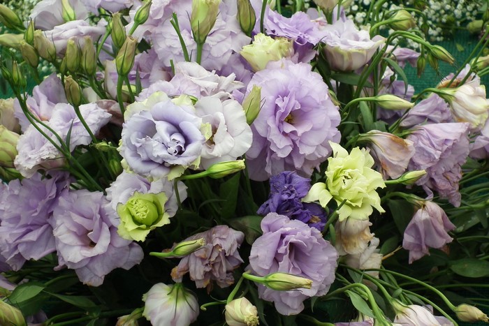 Bouquet of purple and green Eustoma flowers