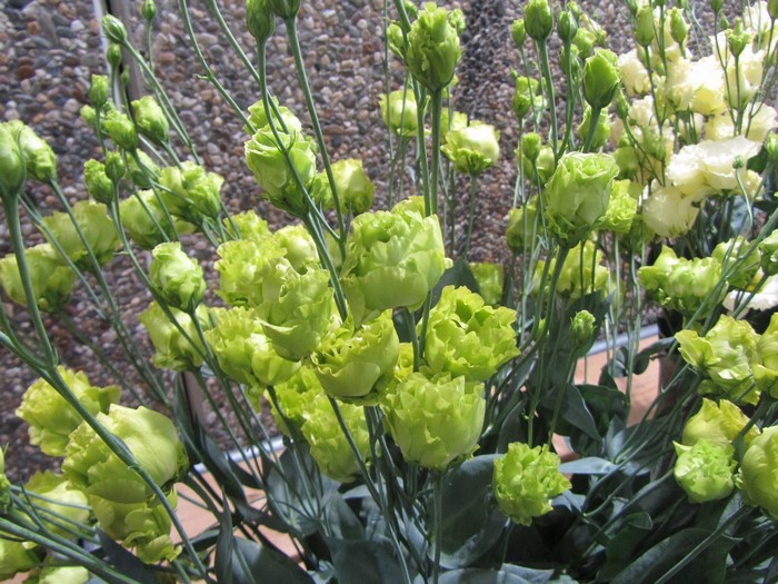 Green Eustoma flowers