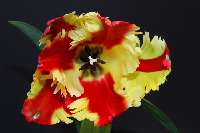 Close-up of a red and yellow parrot tulip