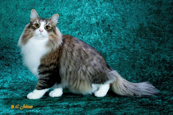 Fluffy Norwegian Forest Cat