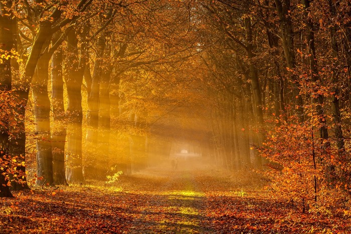 Autumn forest path with sunbeams and fallen leaves