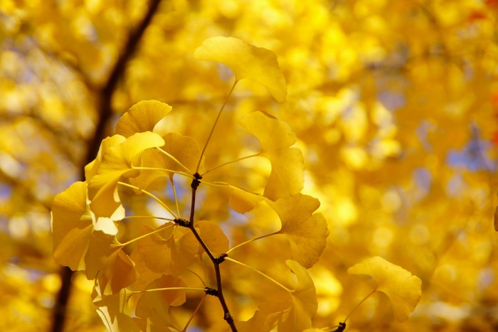 Yellow Ginkgo Leaves in Autumn