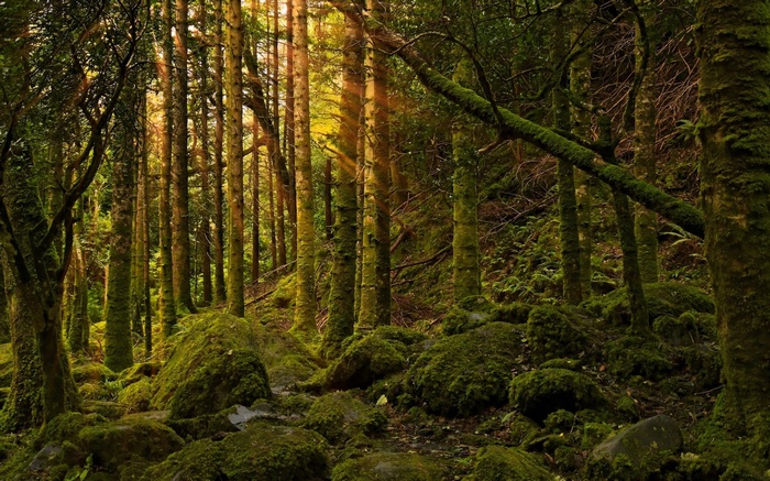 Mossy forest with sunbeams filtering through trees