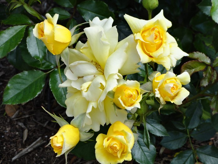 Yellow roses and buds on a bush
