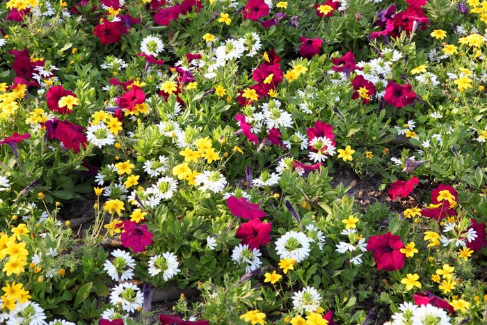 A close-up of a flower bed with petunias and daisies