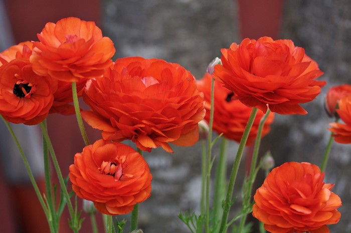 Orange Ranunculus flowers in bloom