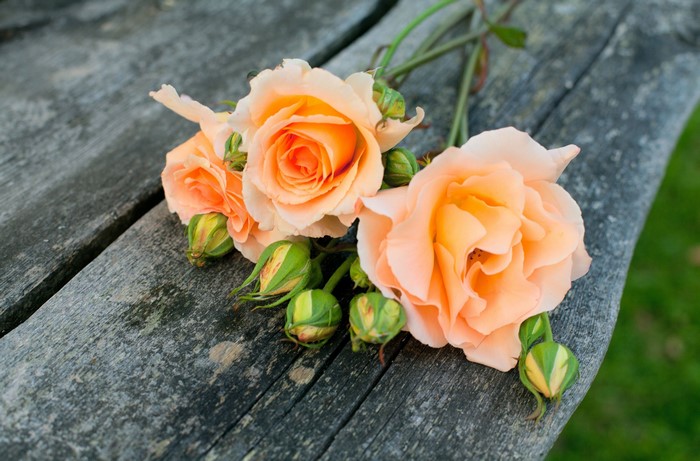 Peach Roses and Buds on Wooden Surface