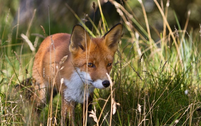 Red fox in tall grass