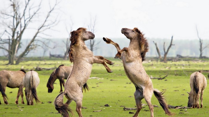 Two horses fighting in a field