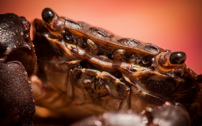 Close-up of a crab's head and claws