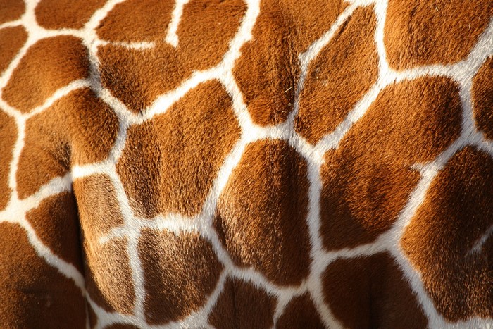 Close-up of Giraffe Skin Texture