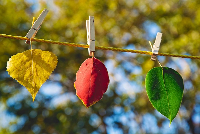 Three leaves hanging on a clothesline