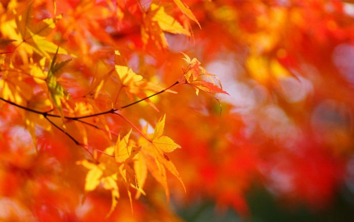 Close-up of Autumn Maple Leaves on Branches