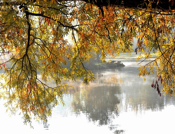 Autumn branches over a misty lake with geese