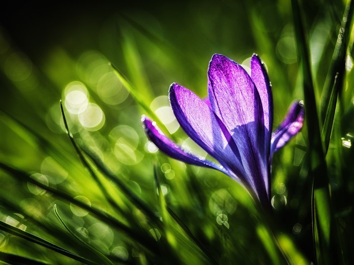 Purple crocus flower in green grass