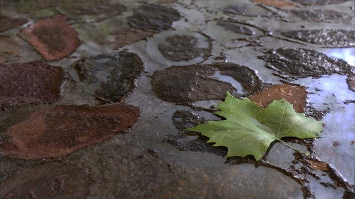 Green leaf on wet stone pavement