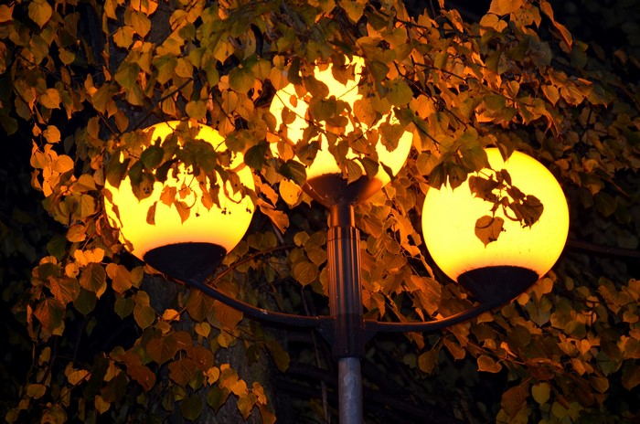 Street lights at night with autumn foliage