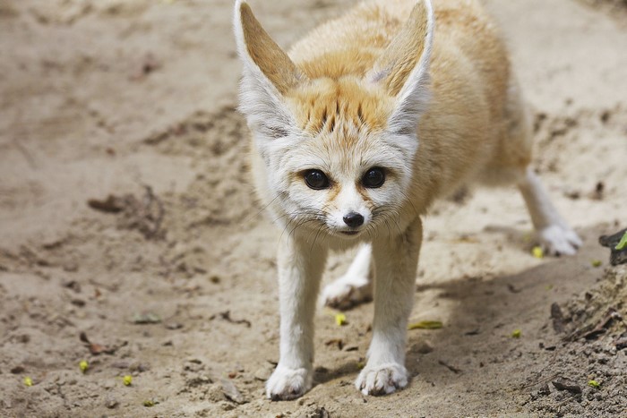 Fennec fox standing on sand