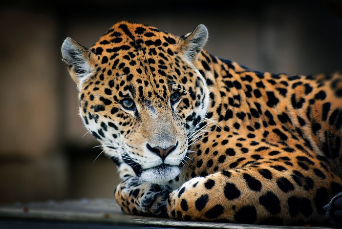 Close-up of a Jaguar's face