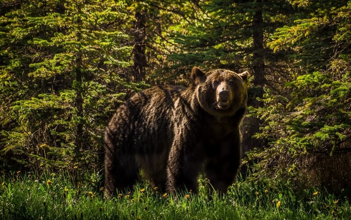 Brown bear standing in a forest with green trees