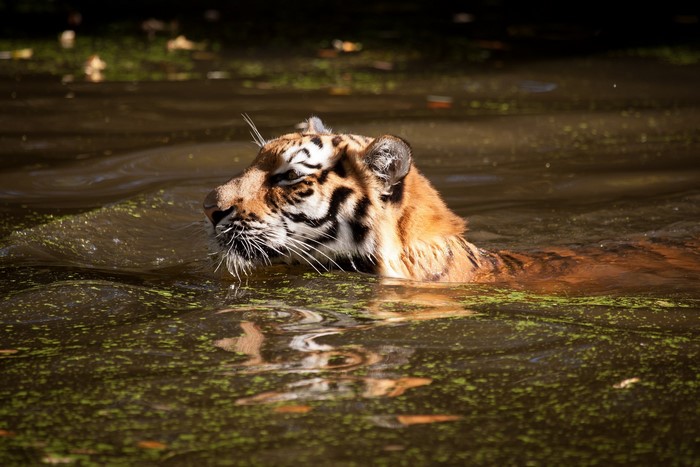 Tiger swimming in a murky pond