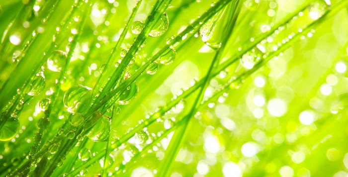 Closeup of grass with water drops