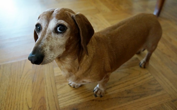 Brown Dachshund dog looking up
