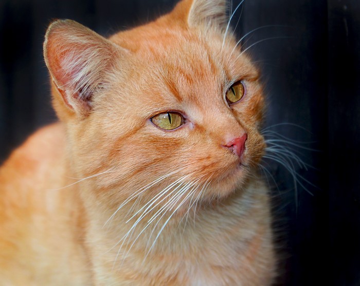 Ginger cat with yellow eyes looking to the side