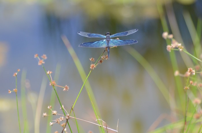 Blue Dragonfly on a Plant Stem