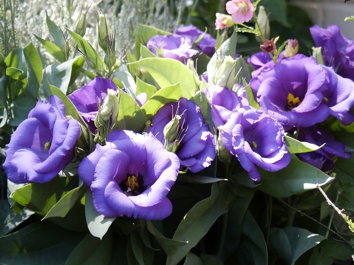 Purple Eustoma flowers with green leaves